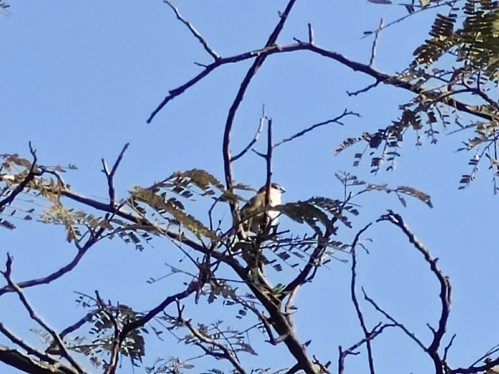 Indiensilberschnabel - ML645307356