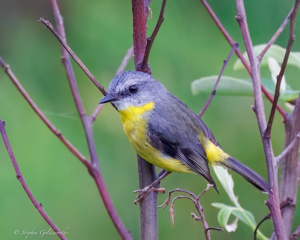 Goldbauchschnäpper - ML645307357