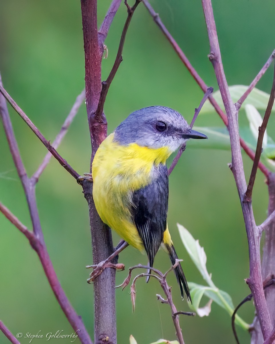 Goldbauchschnäpper - ML645307358