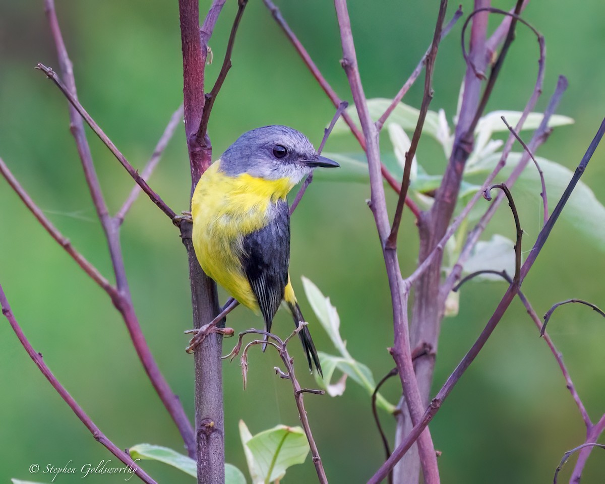 Goldbauchschnäpper - ML645307359