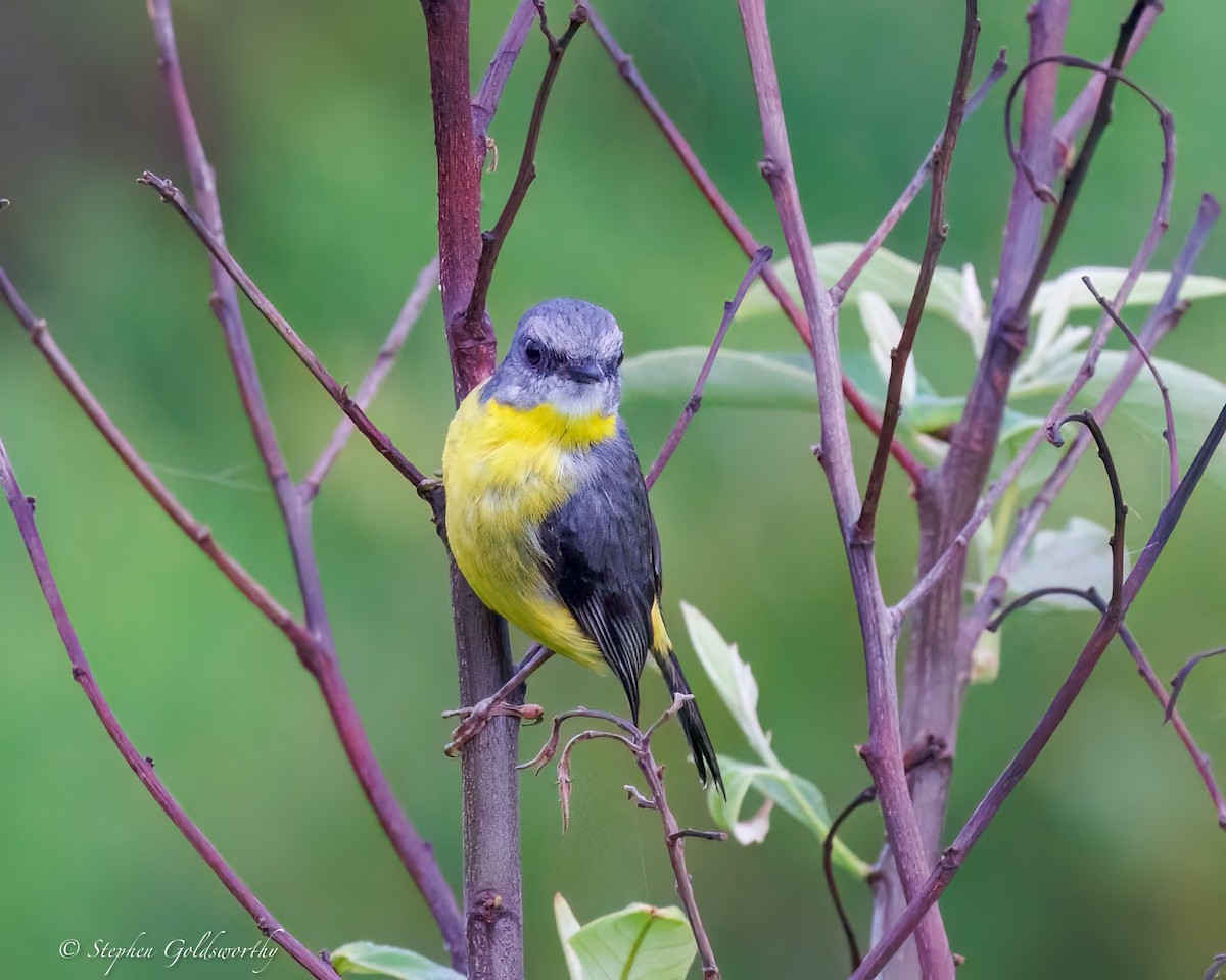 Goldbauchschnäpper - ML645307360