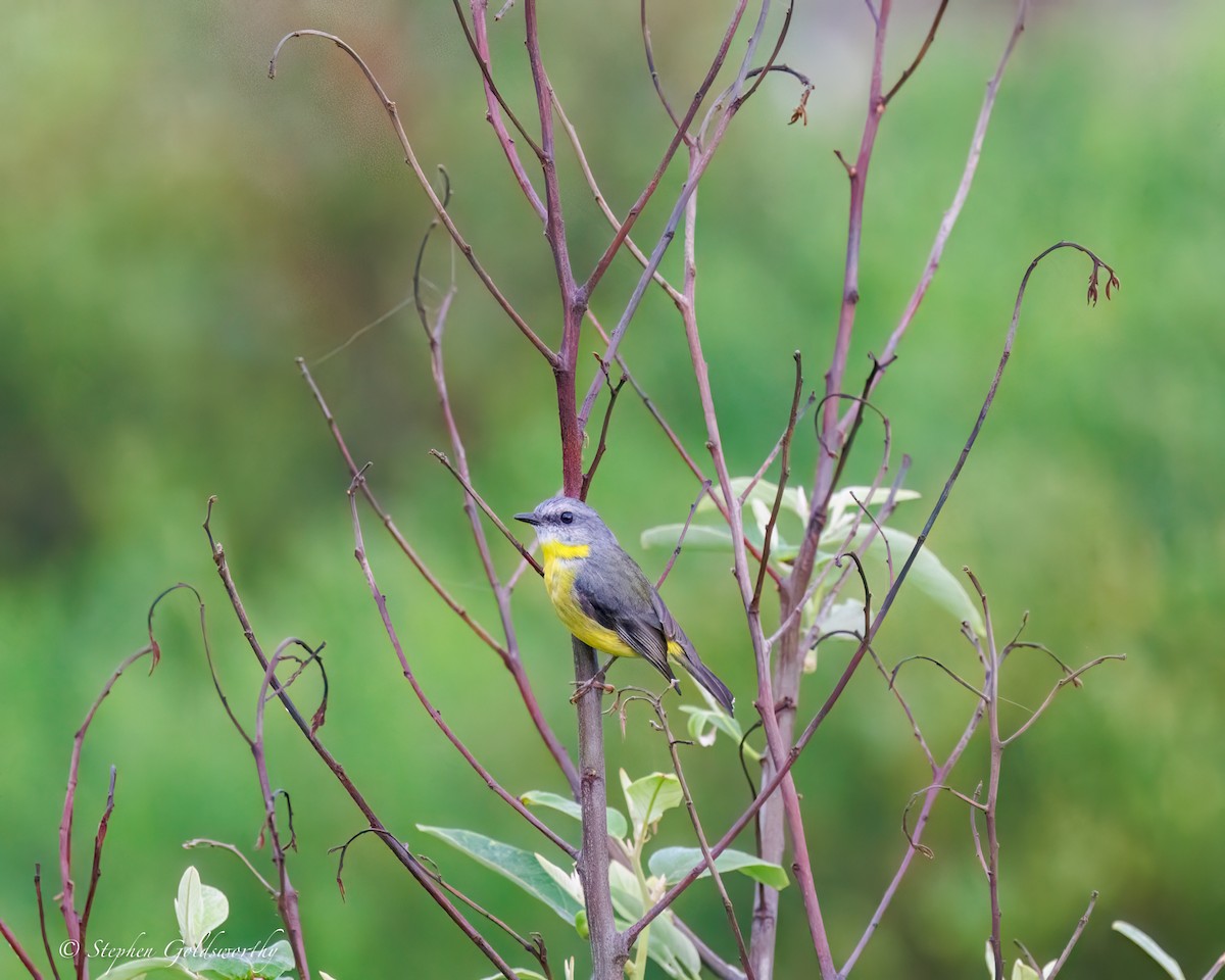 Goldbauchschnäpper - ML645307361