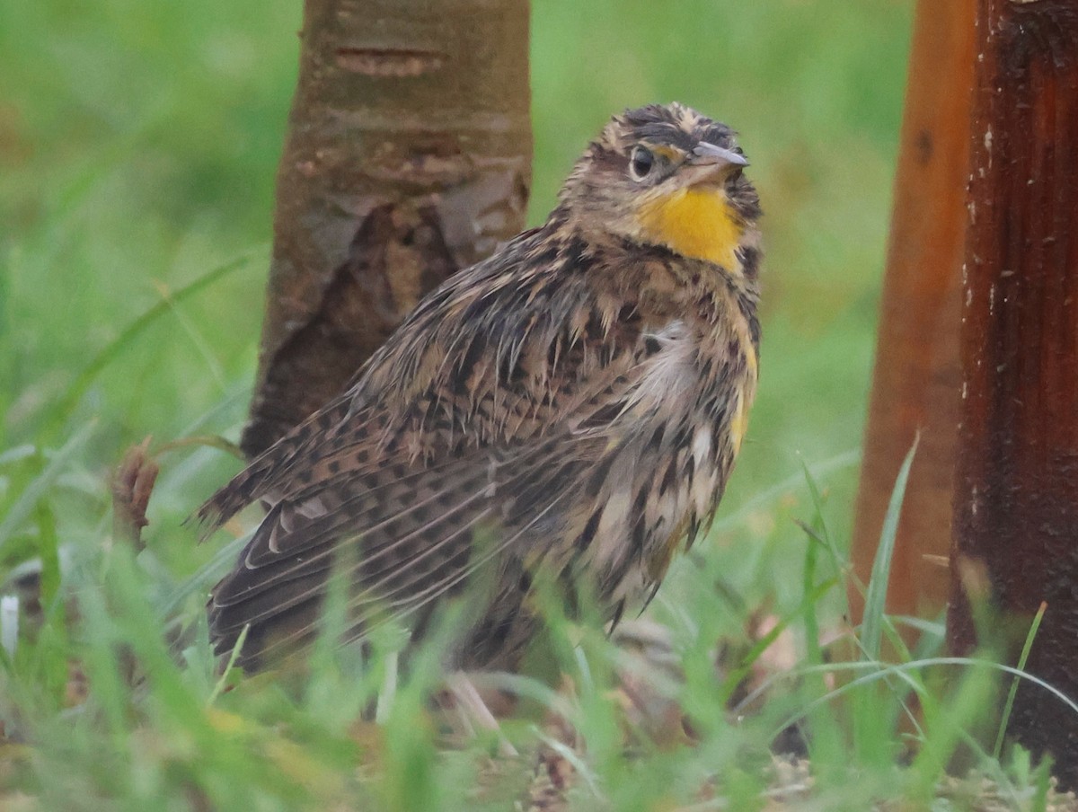 Wiesenstärling - ML645307363