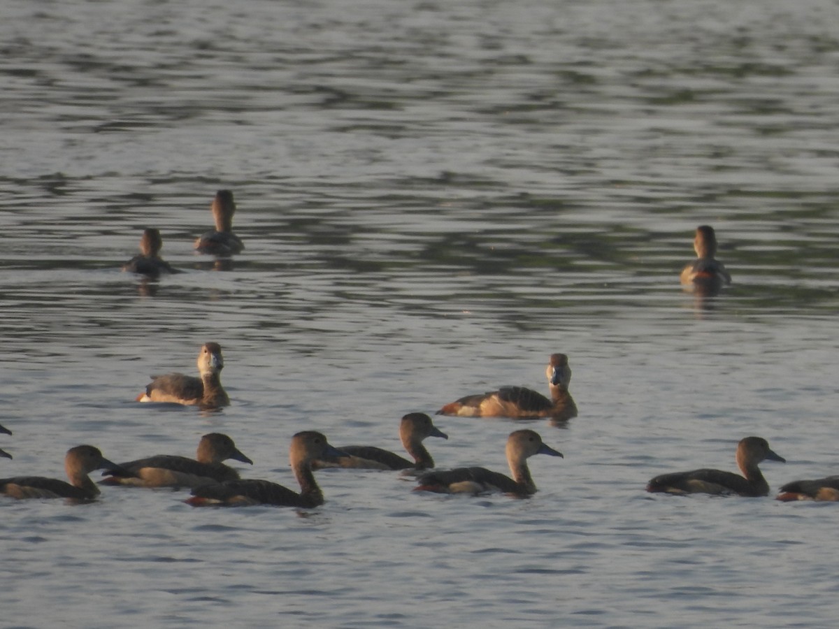 Javapfeifgans - ML645307364