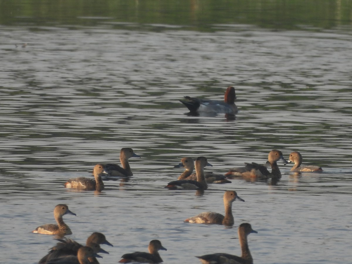 Javapfeifgans - ML645307365