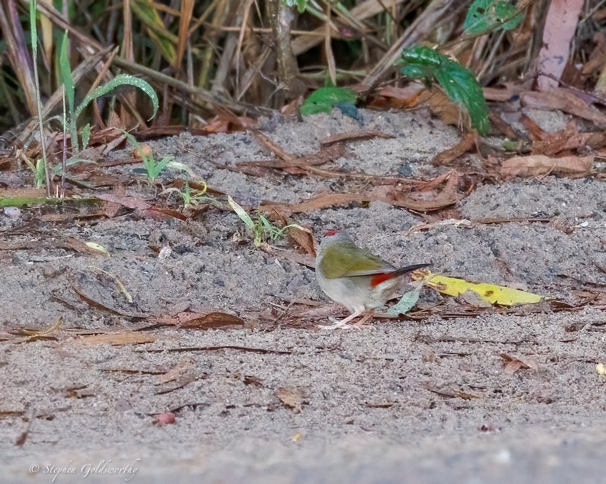 Dornamadine - ML645307367