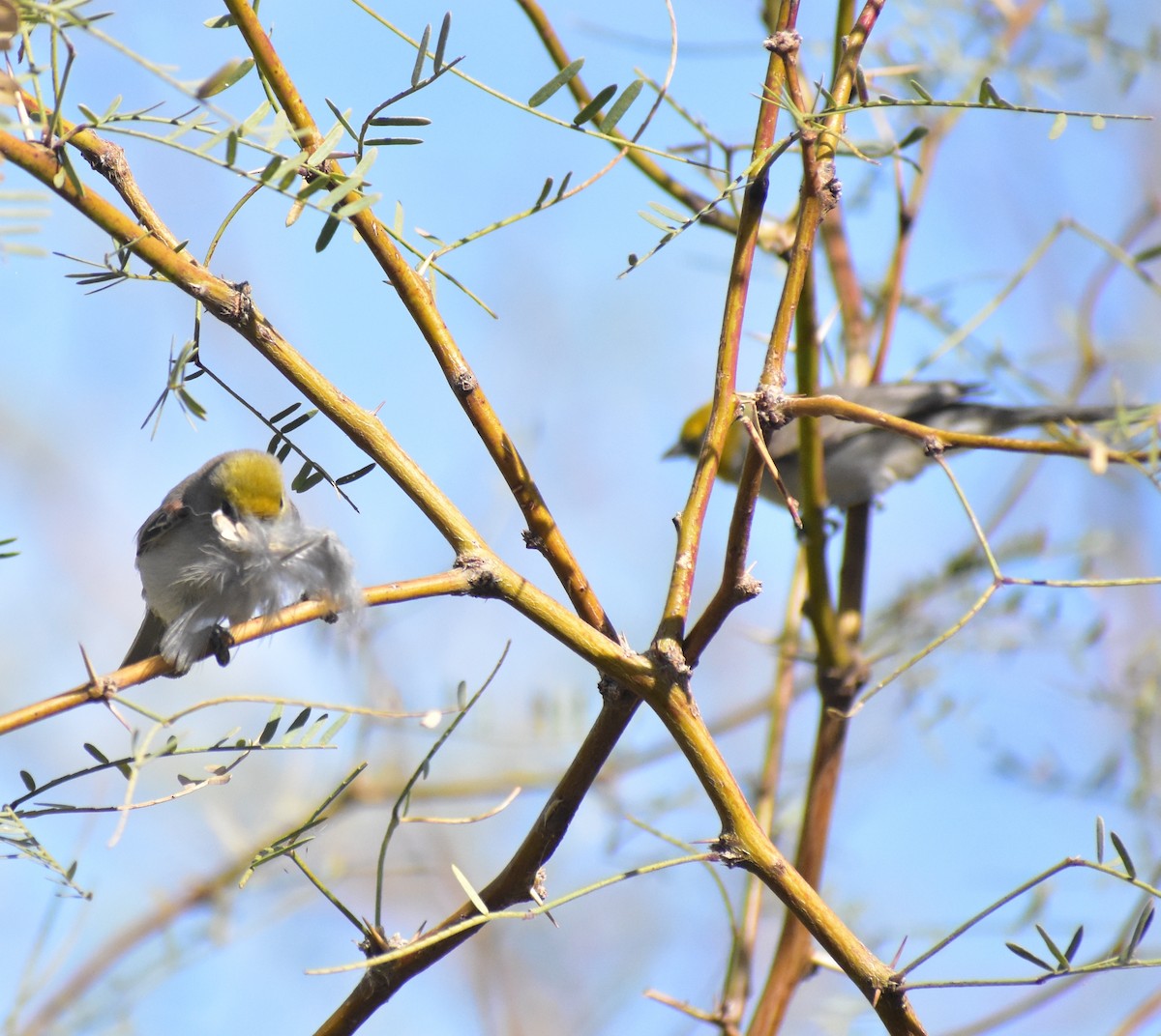 Verdin - ML645307371