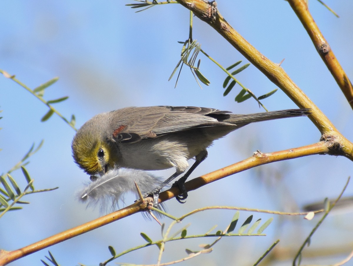 Verdin - ML645307376