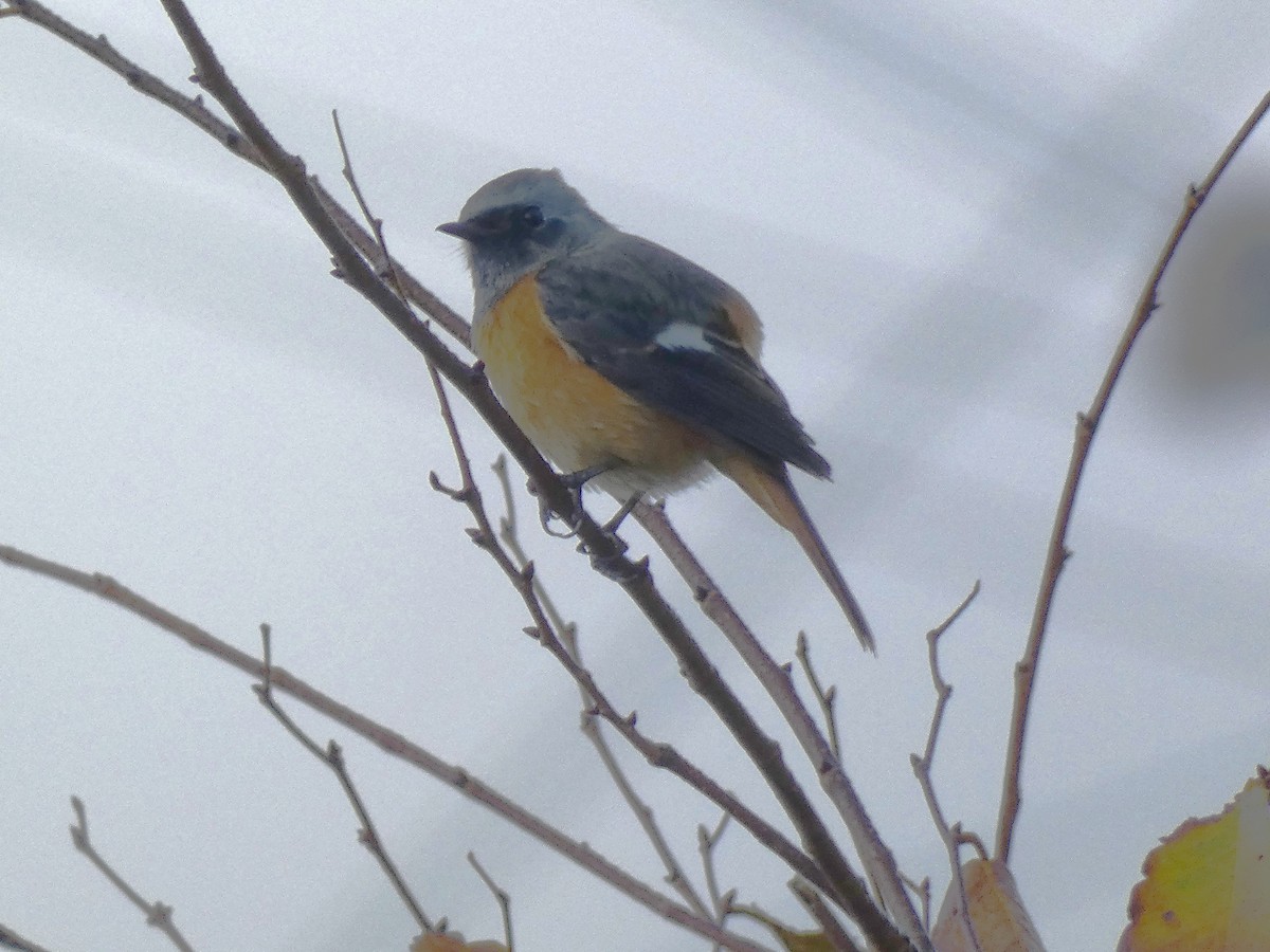 Daurian Redstart - ML645307377