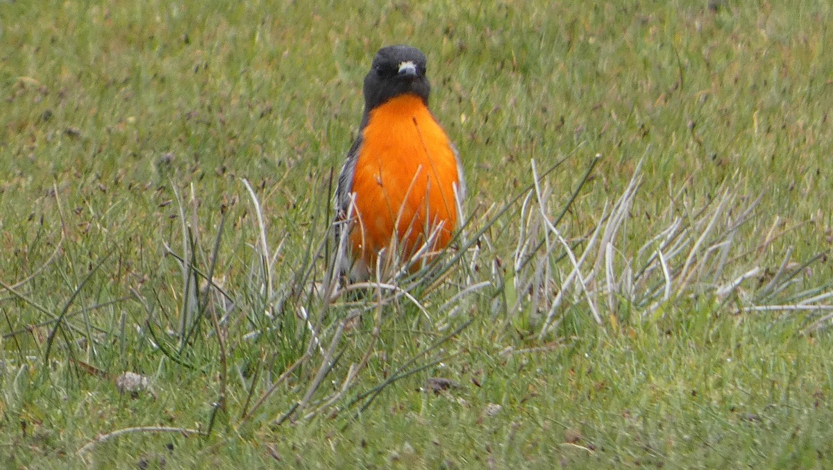 Flame Robin - ML645307379