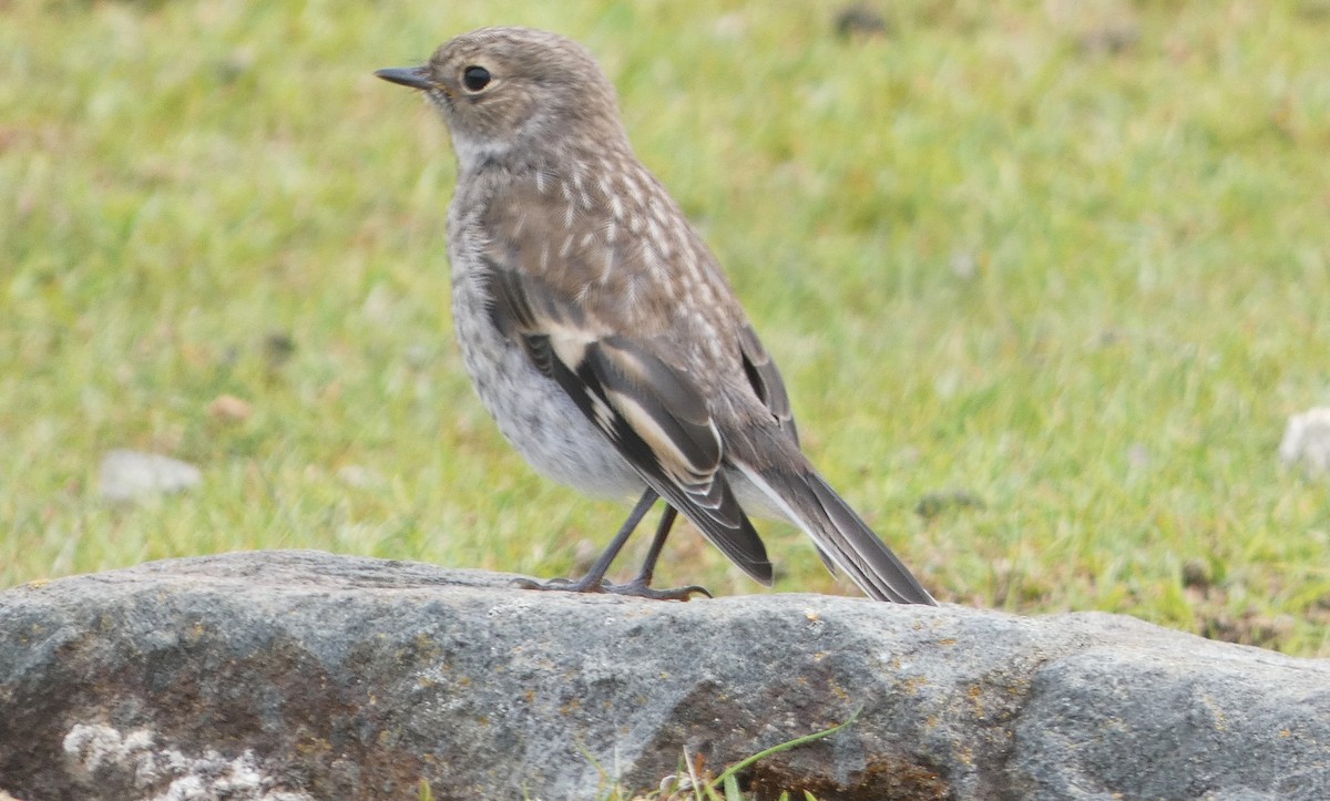 Flame Robin - ML645307381