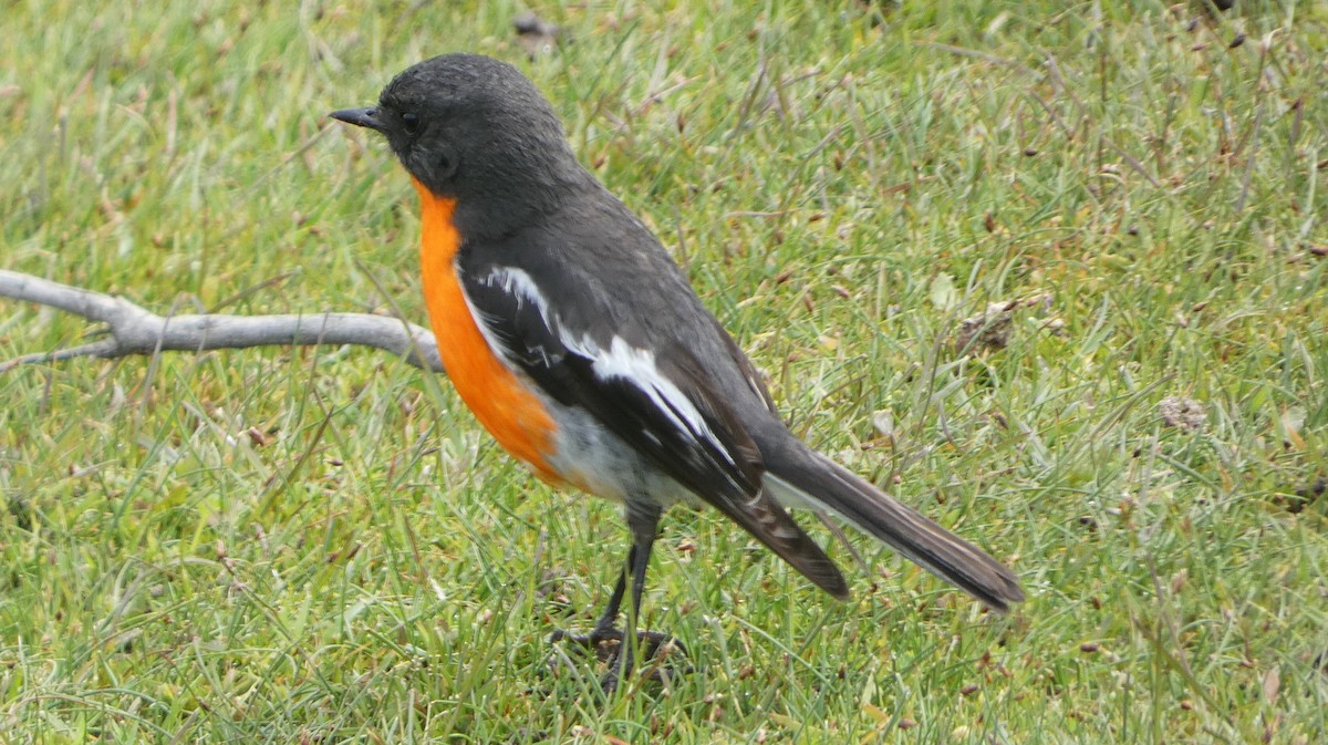 Flame Robin - ML645307382