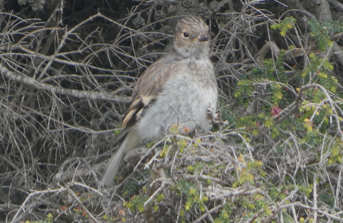 Flame Robin - ML645307383