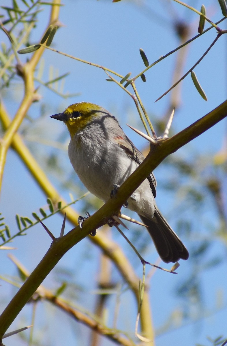 Verdin - ML645307401