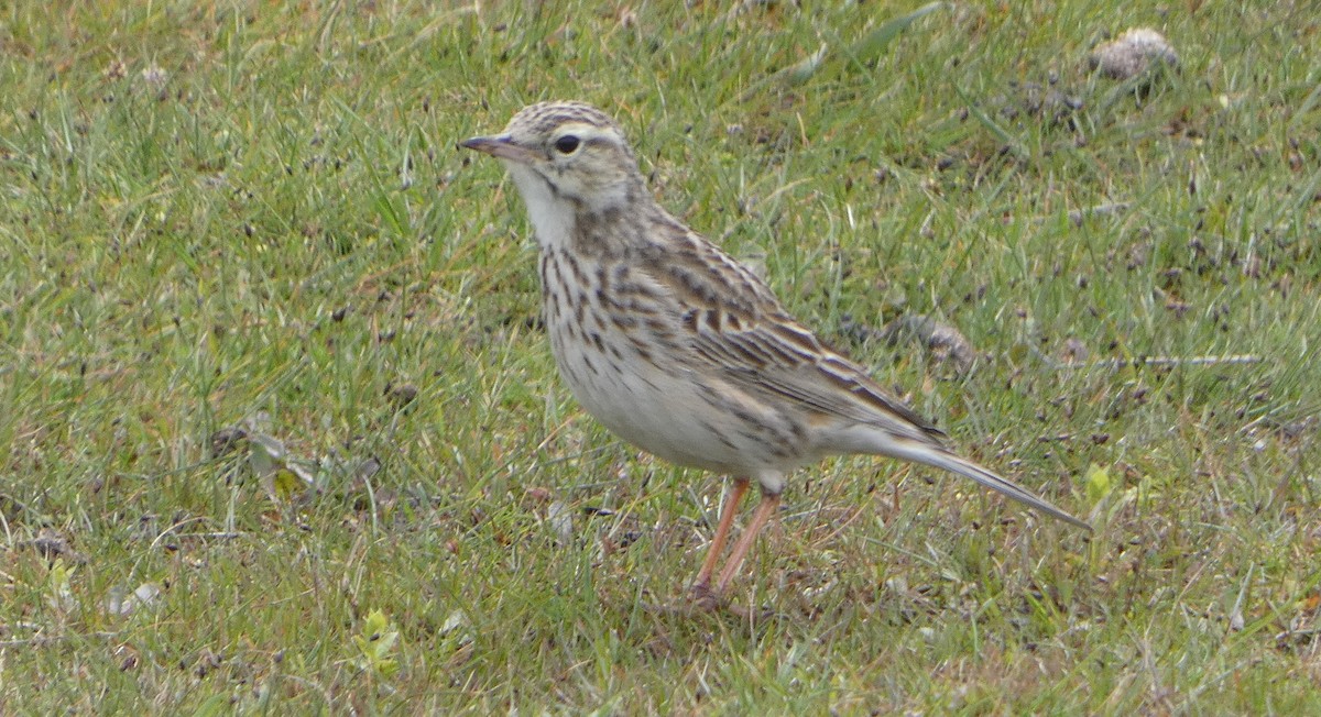Australian Pipit - ML645307402