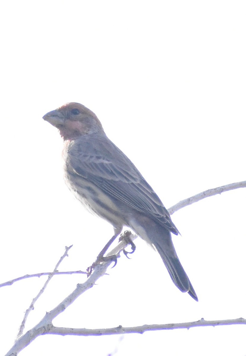 House Finch - ML645307407