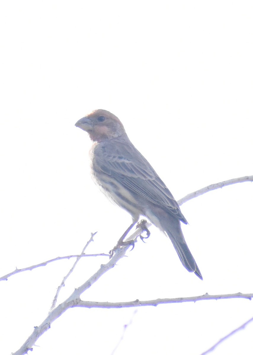House Finch - ML645307408