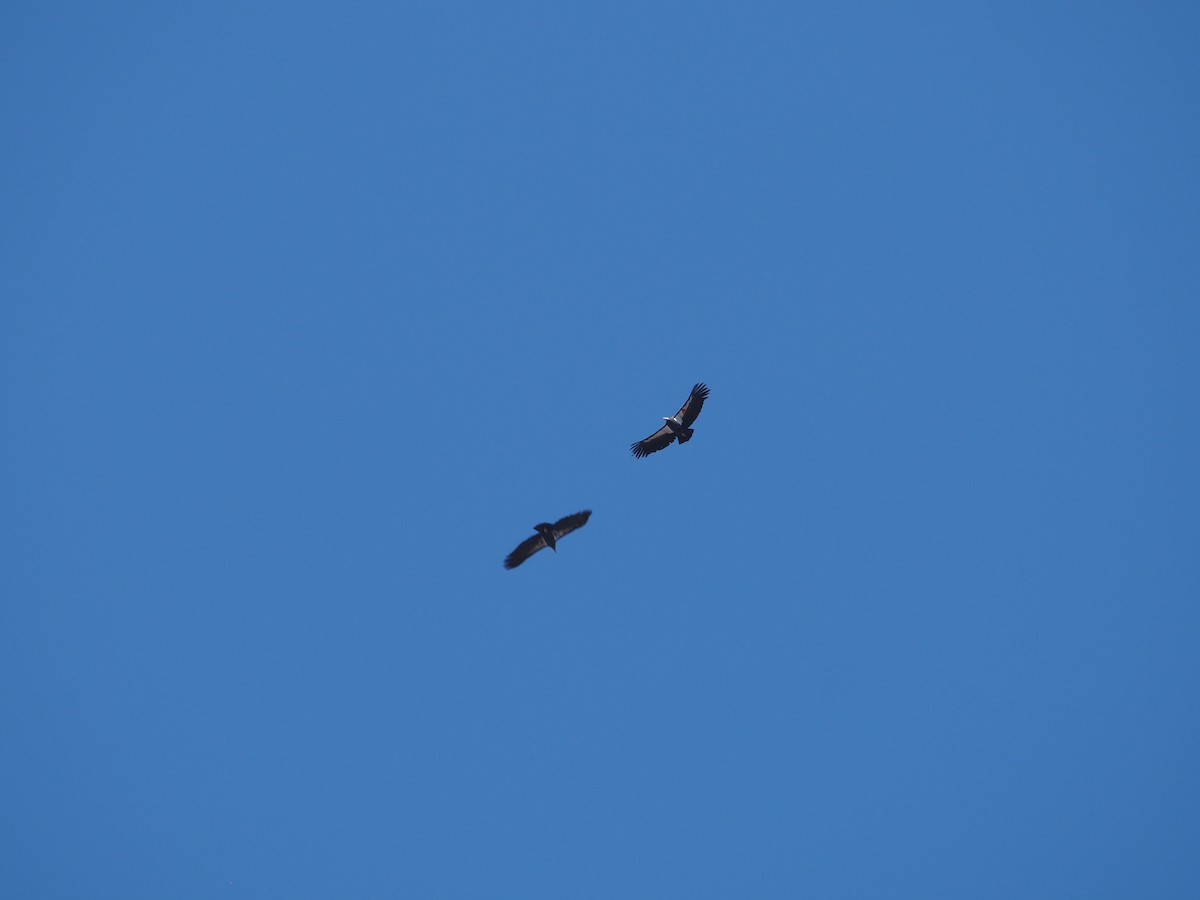 Kalifornienkondor - ML645307409