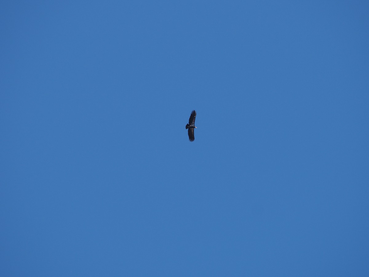 Kalifornienkondor - ML645307410