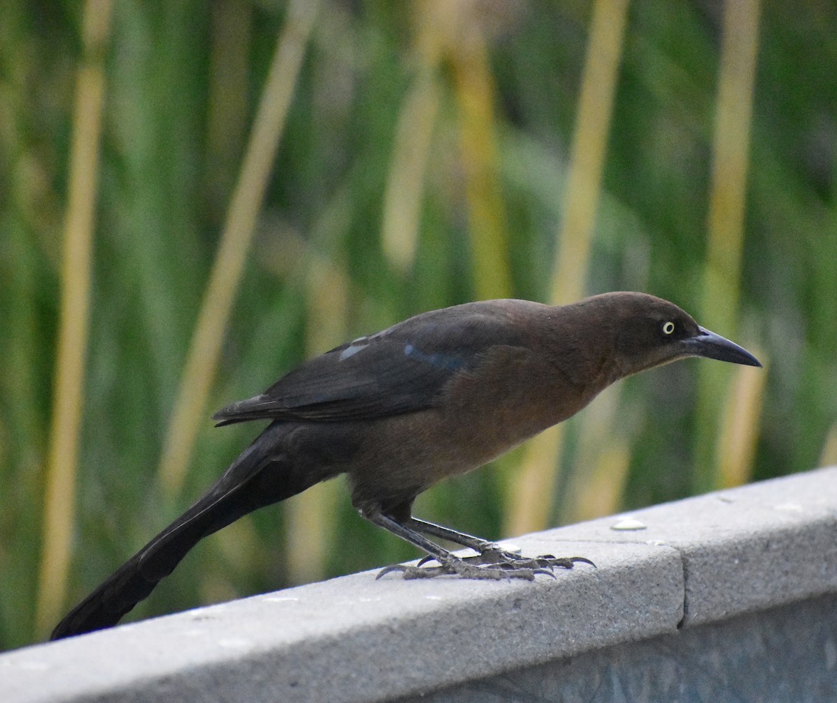 Great-tailed Grackle - ML645307416