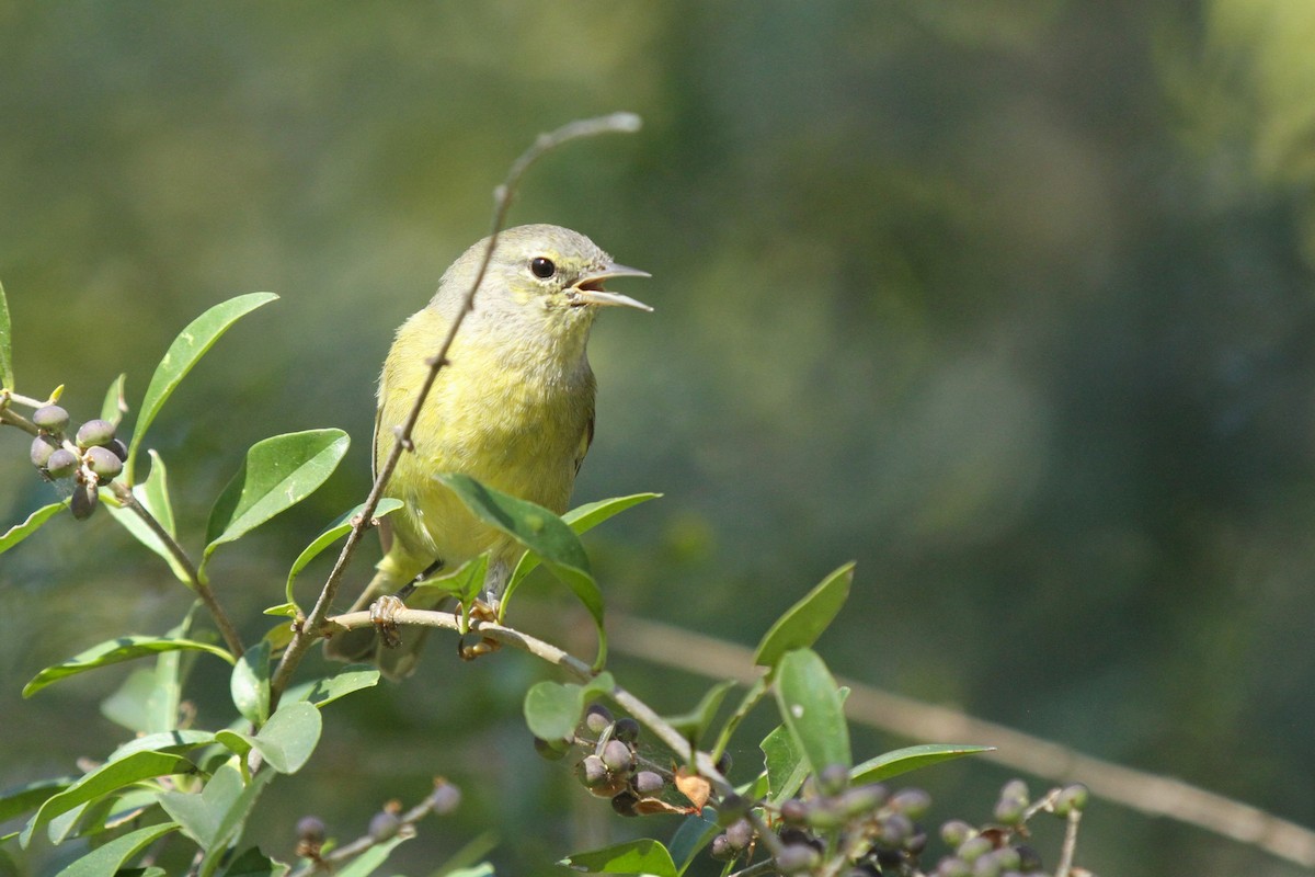 Orange-crowned Warbler - ML645307418