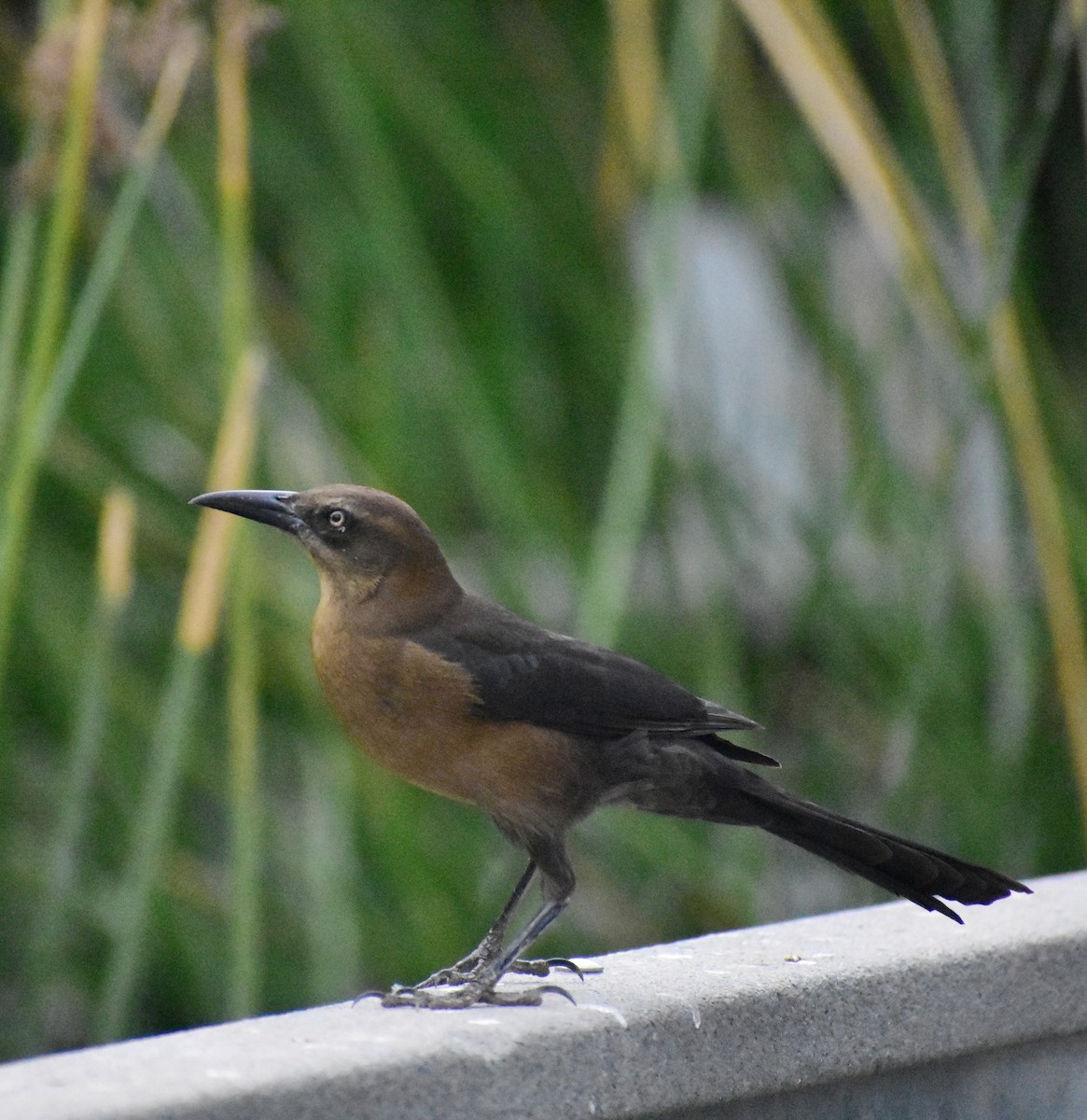 Great-tailed Grackle - ML645307419