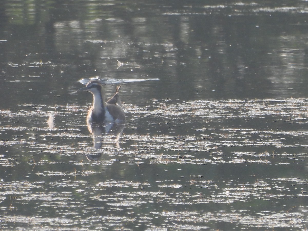 fasanbladhøne - ML645307422