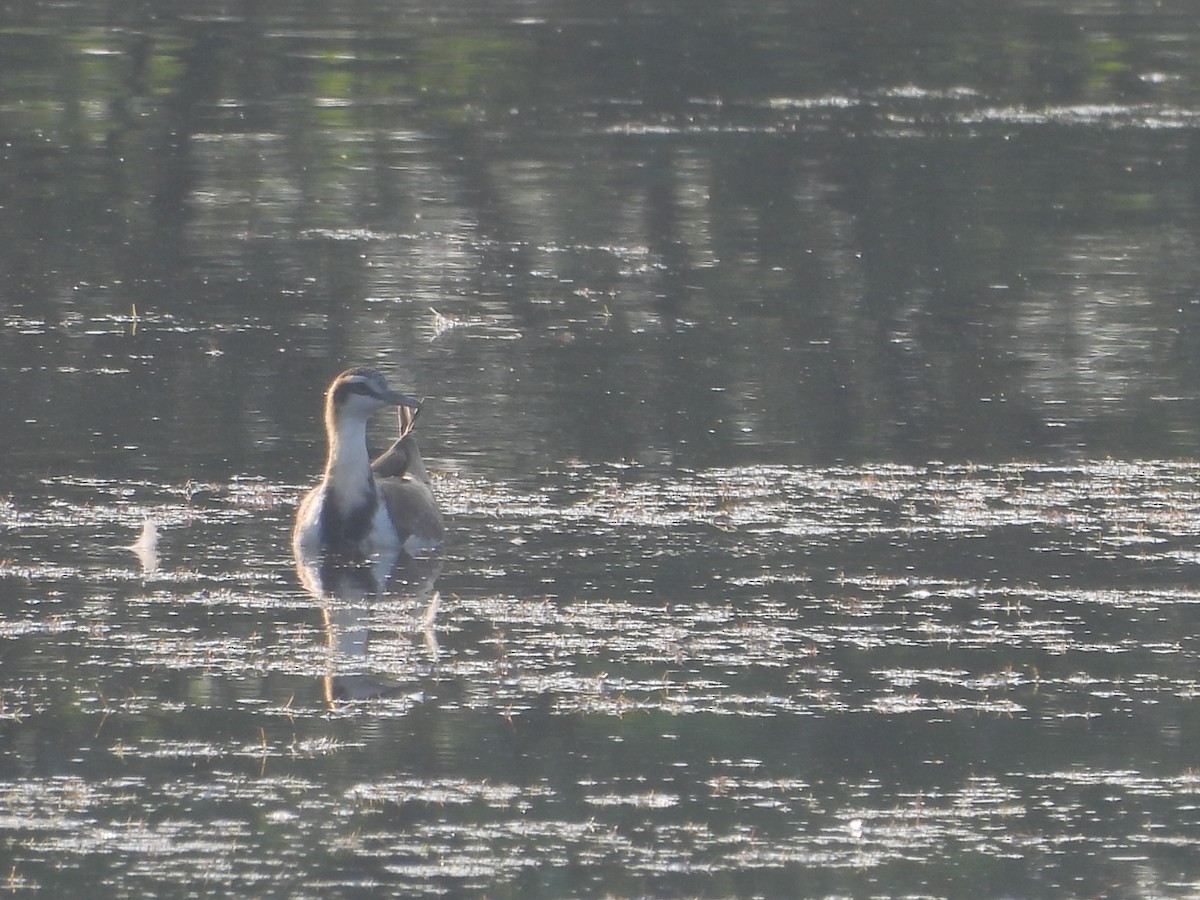 fasanbladhøne - ML645307423