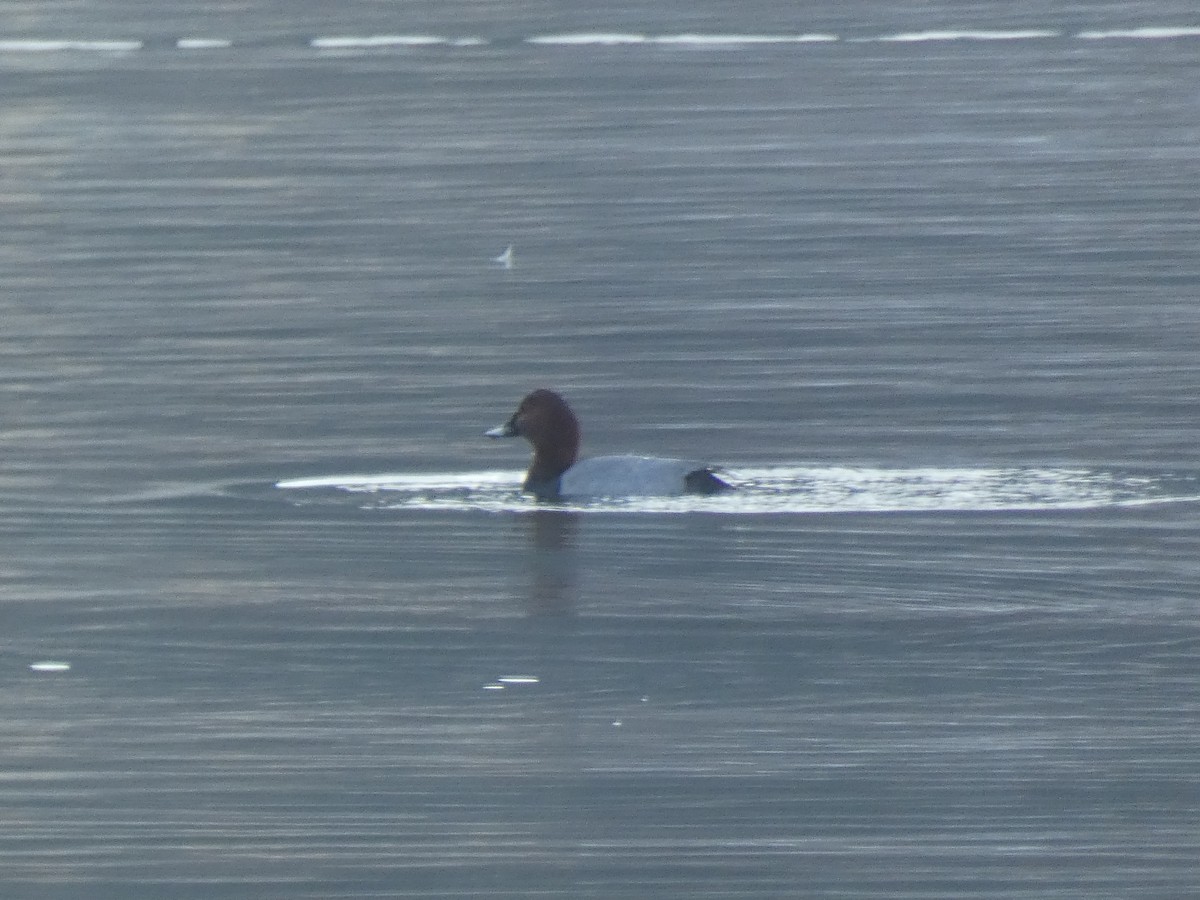 Common Pochard - ML645307426
