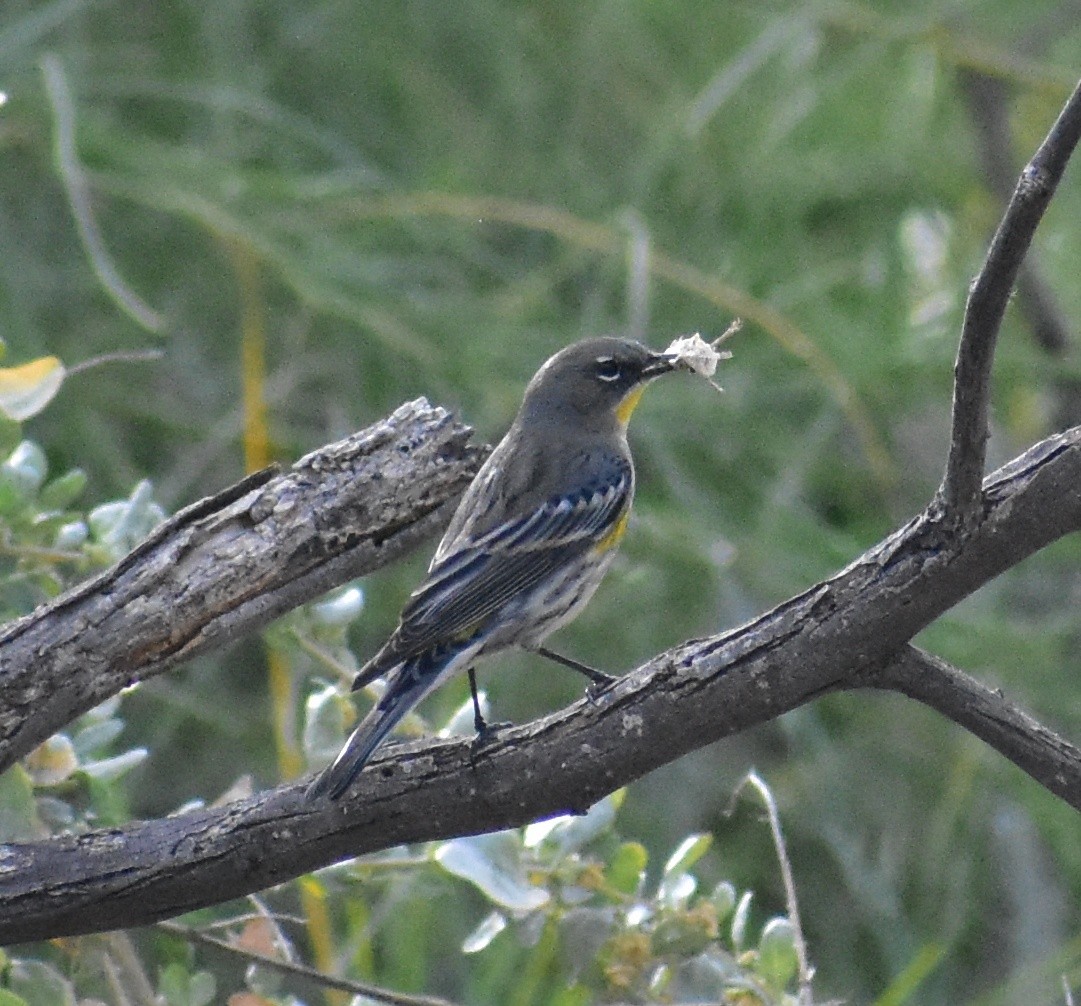 Yellow-rumped Warbler - ML645307429