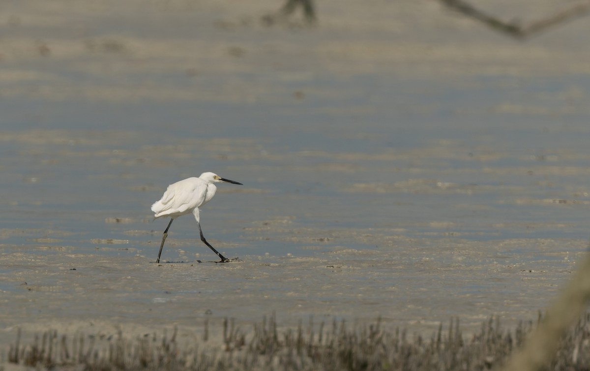 Aigrette garzette - ML645307431
