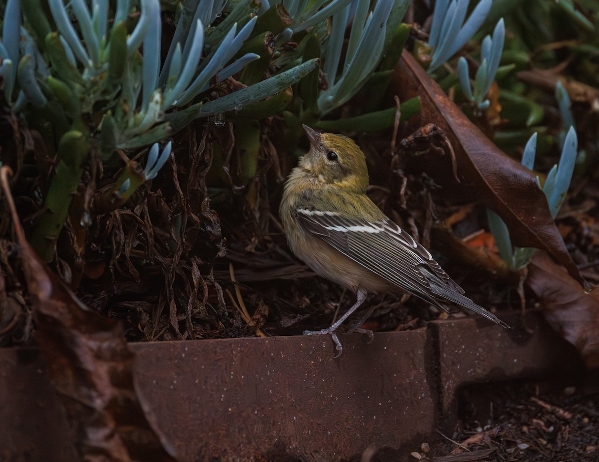 Bay-breasted Warbler - ML645307432