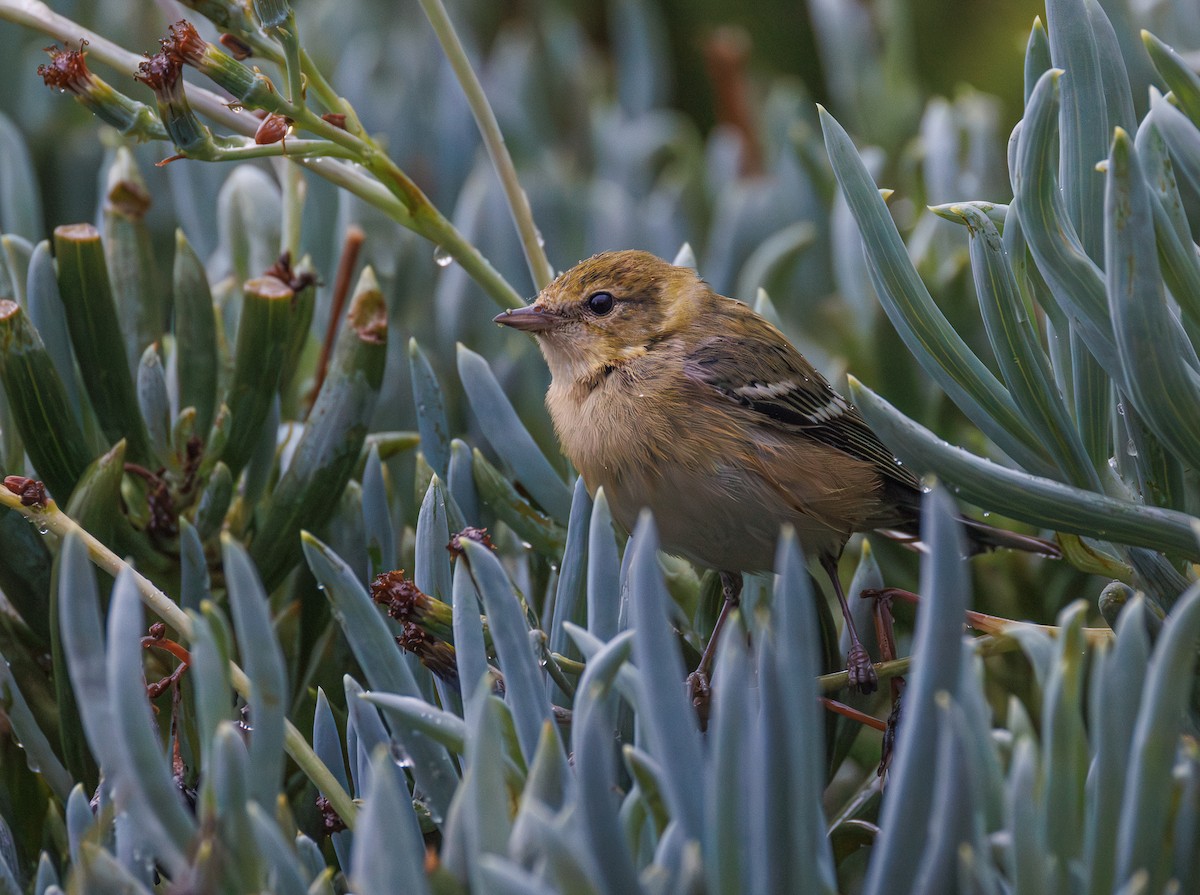 Bay-breasted Warbler - ML645307433