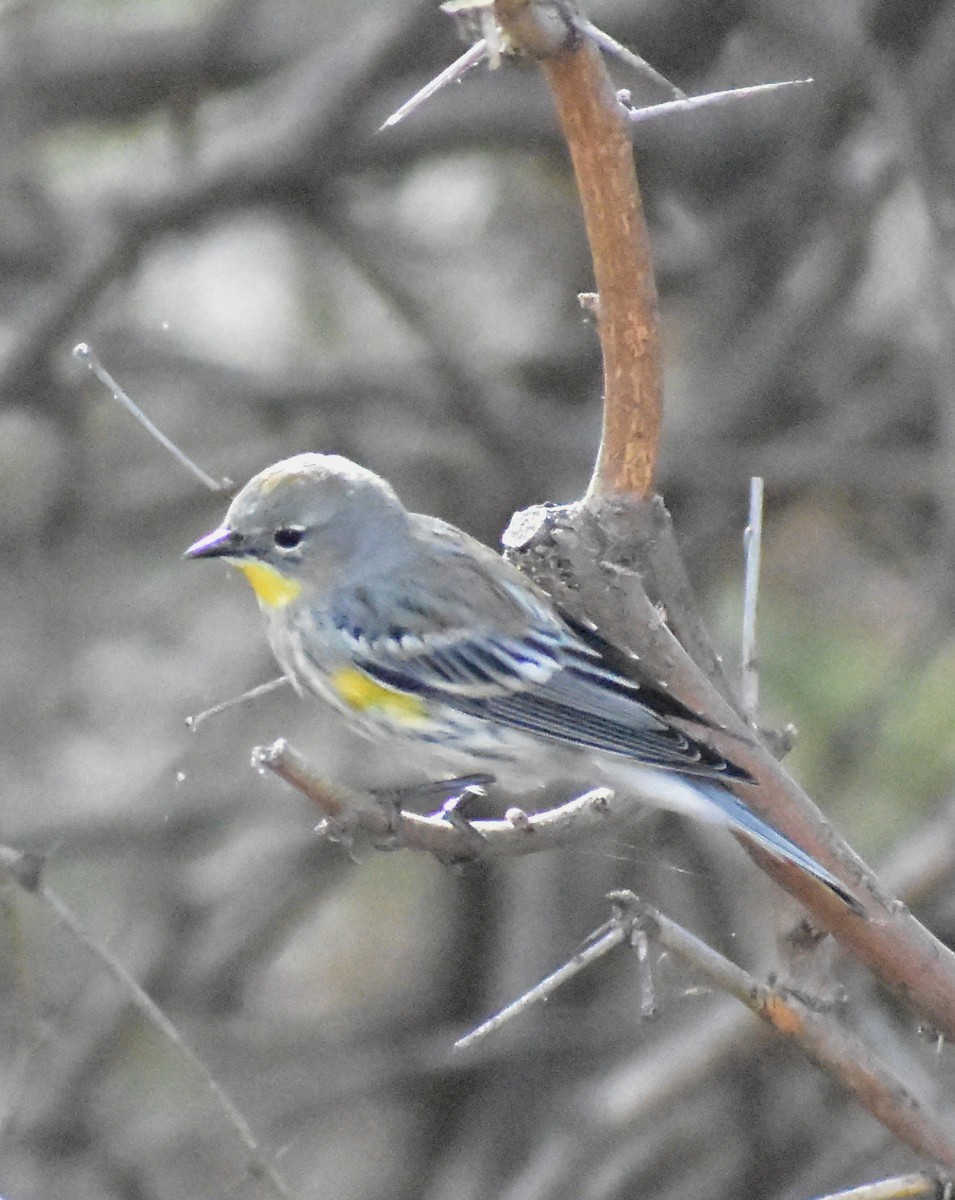 Yellow-rumped Warbler - ML645307434