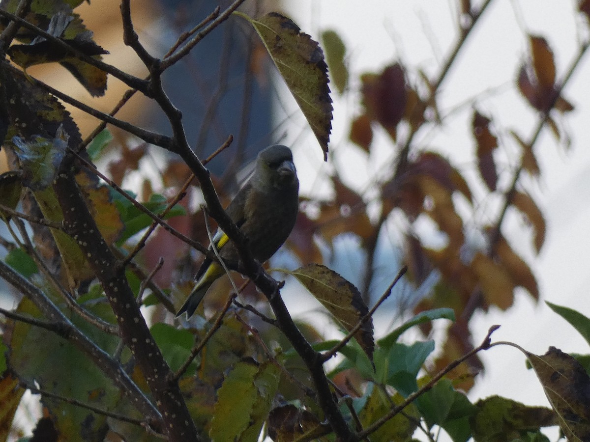 Oriental Greenfinch (Oriental) - ML645307436