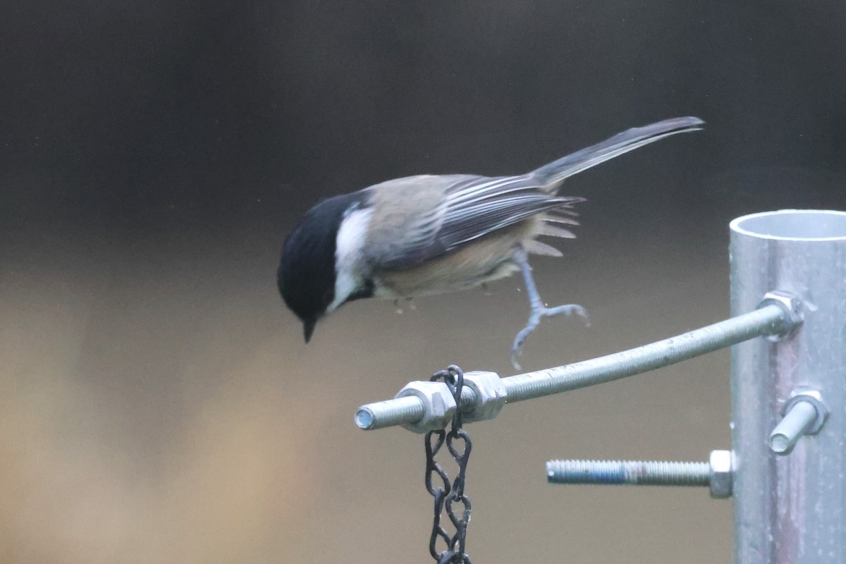 Black-capped Chickadee - ML645307438