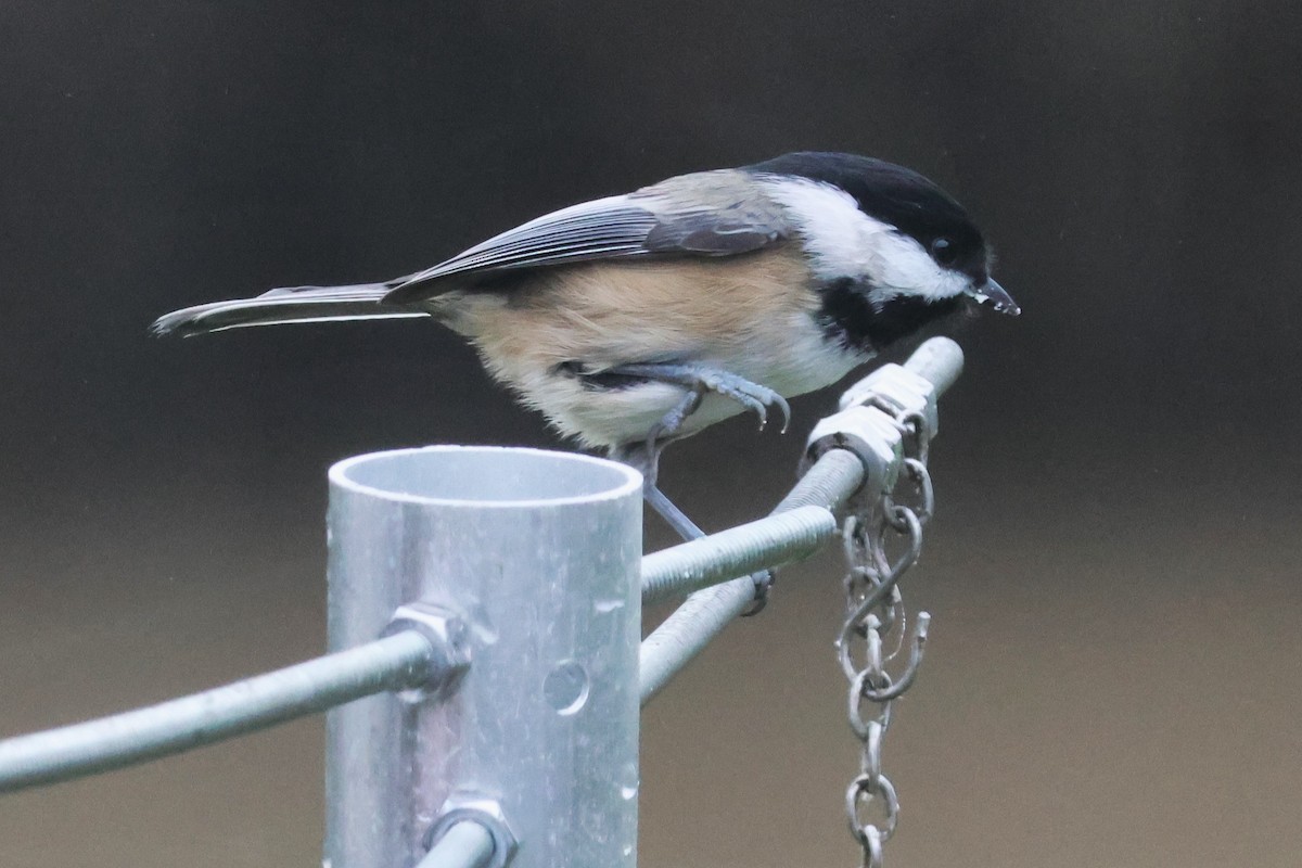 Black-capped Chickadee - ML645307439