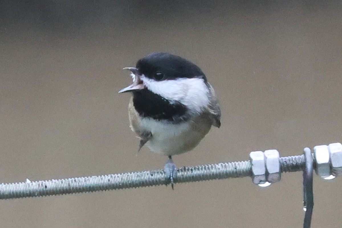Black-capped Chickadee - ML645307442