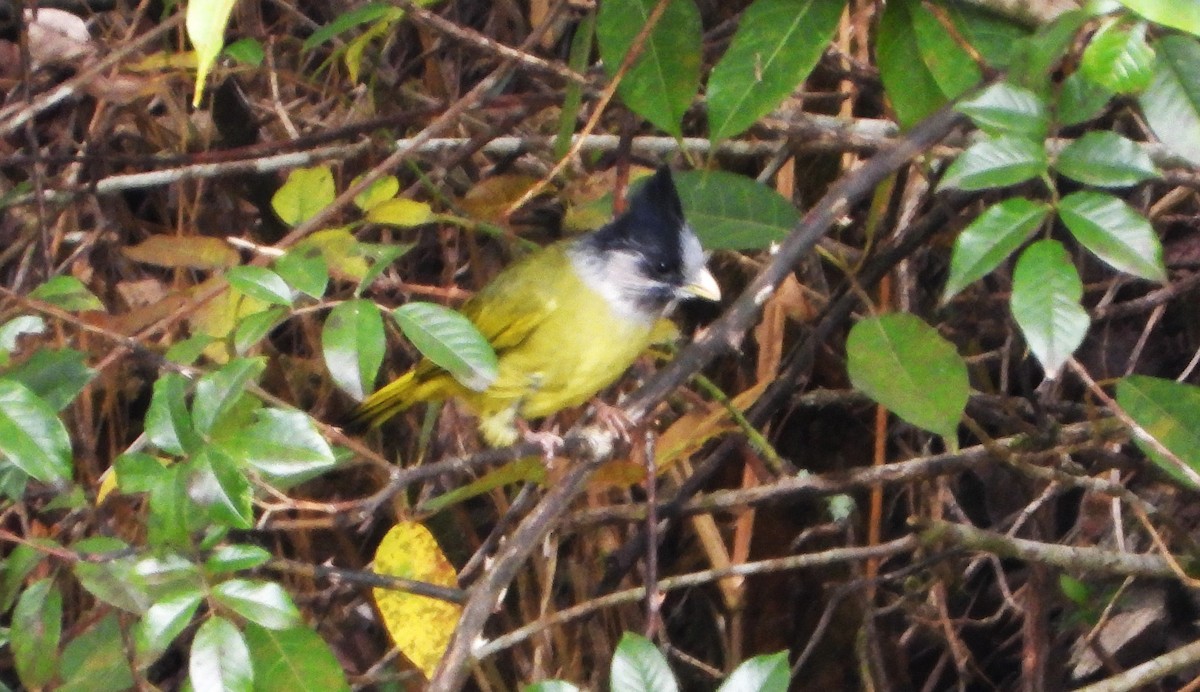 Crested Finchbill - ML645307443