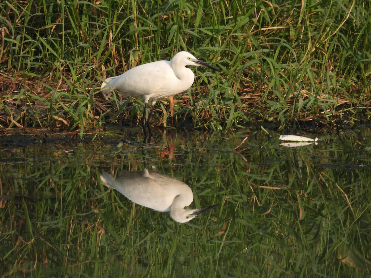 Aigrette garzette - ML645307445