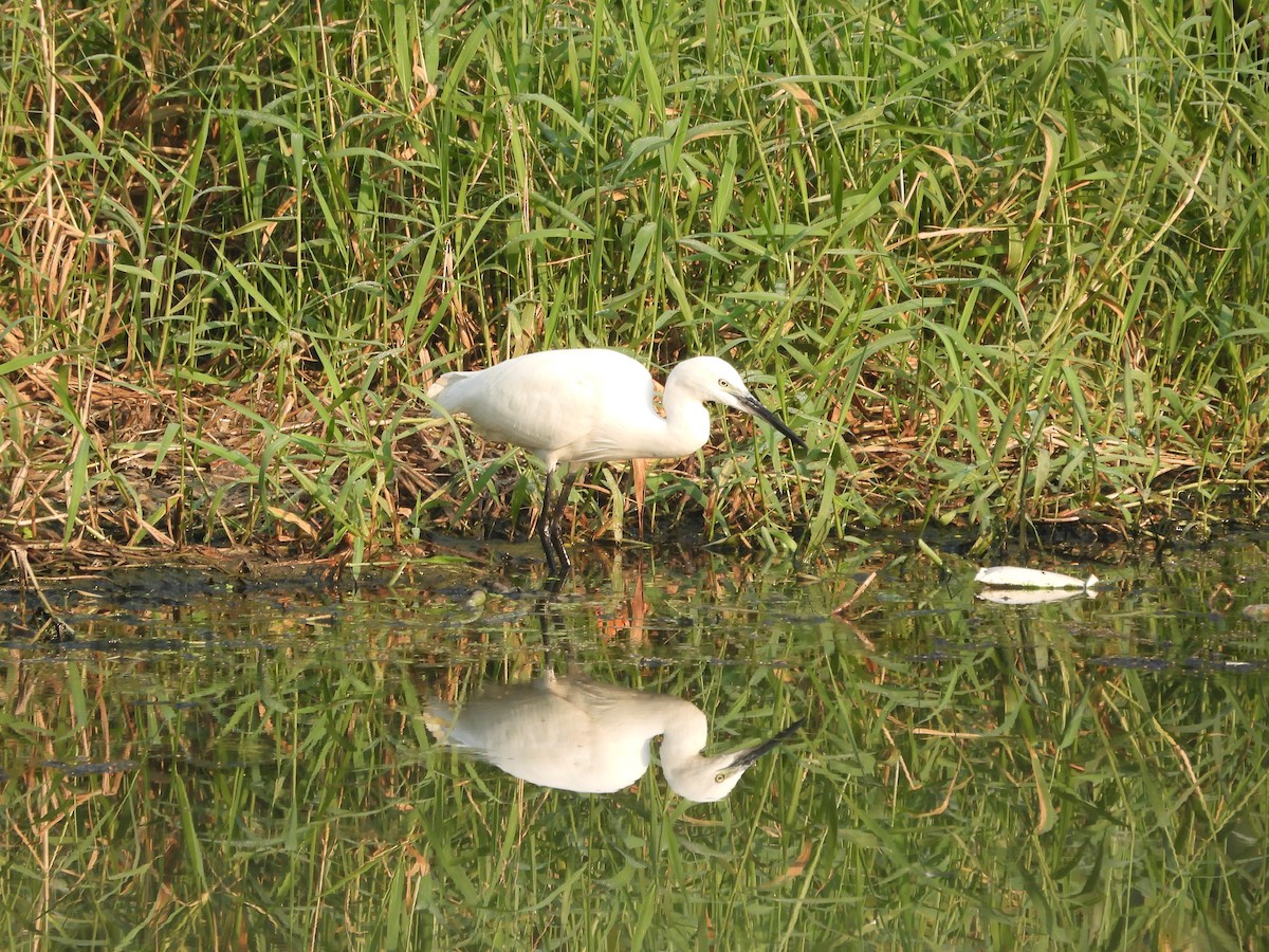 Aigrette garzette - ML645307446