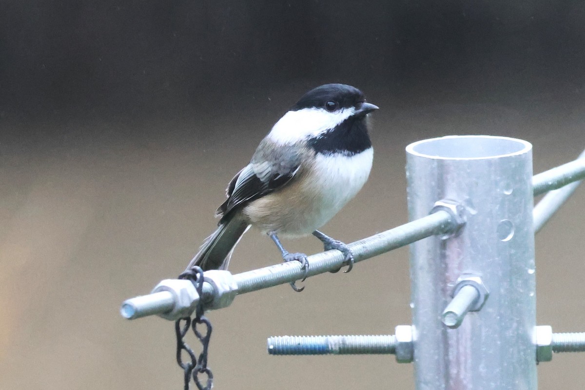 Black-capped Chickadee - ML645307448
