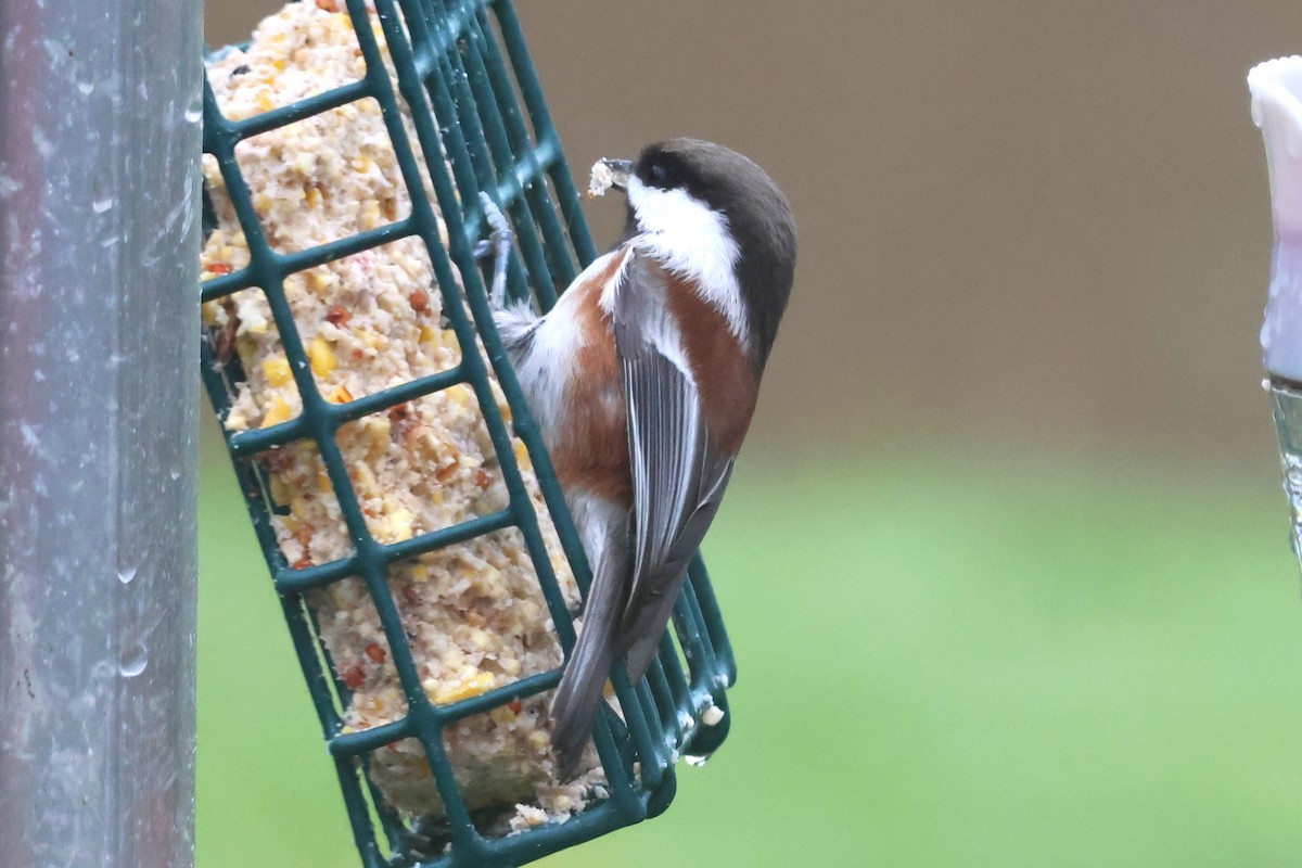 Chestnut-backed Chickadee - ML645307451