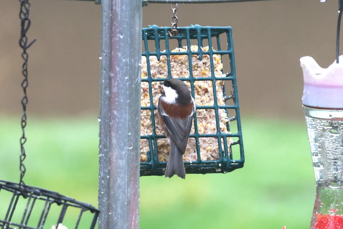 Chestnut-backed Chickadee - ML645307453