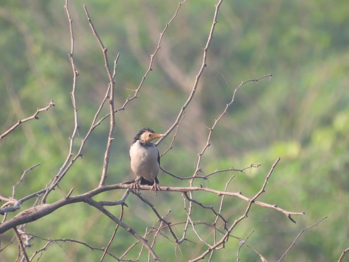 印度鵲椋鳥 - ML645307454