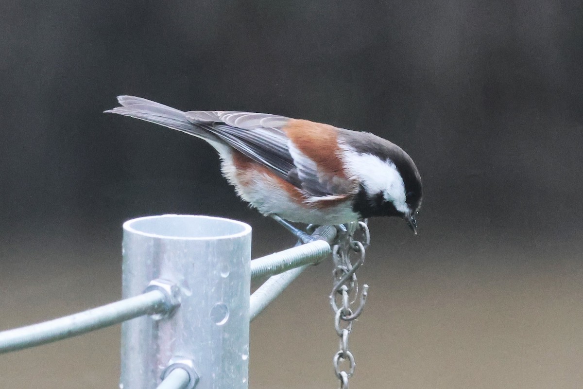 Chestnut-backed Chickadee - ML645307458