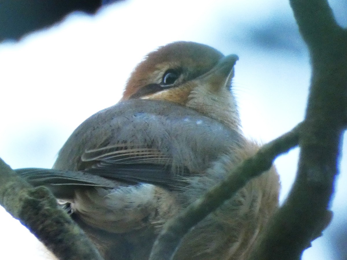 Bull-headed Shrike - ML645307460