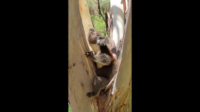 Mammals - ML645307466