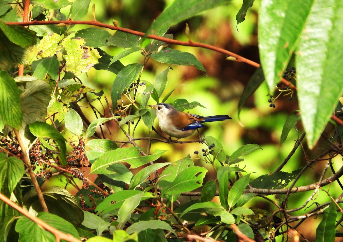 Blue-winged Minla - ML645307468