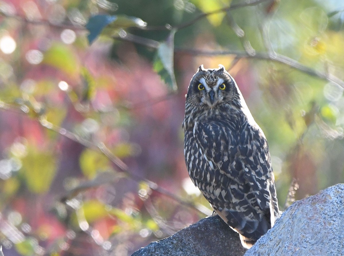 Zingira-hontza - ML645307476